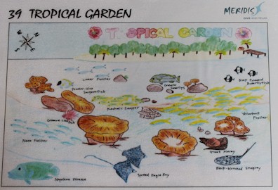 Tropical Garden